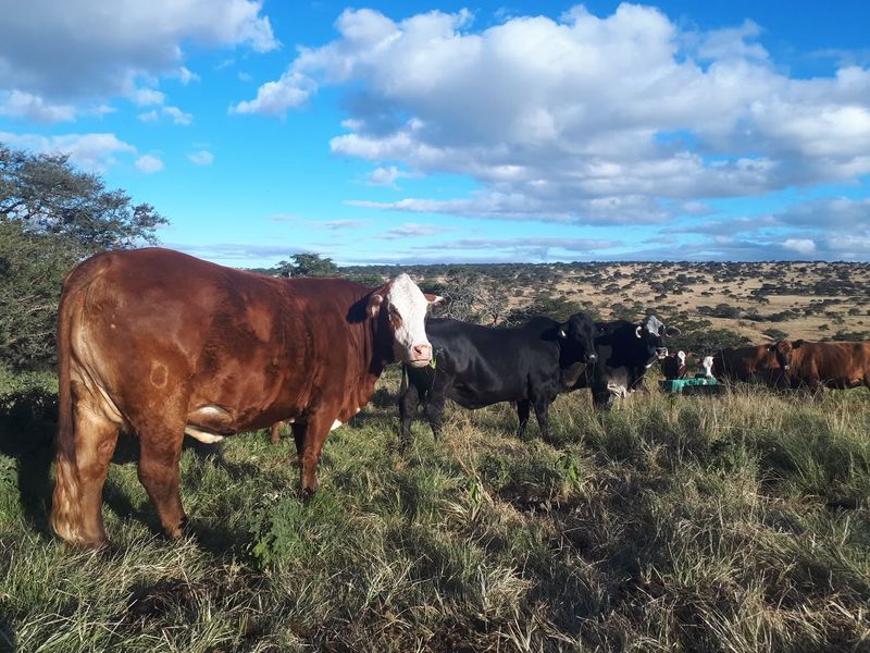 A view of cattle grazing on open farmland, showcasing the rural landscape and agricultural potential of the property.