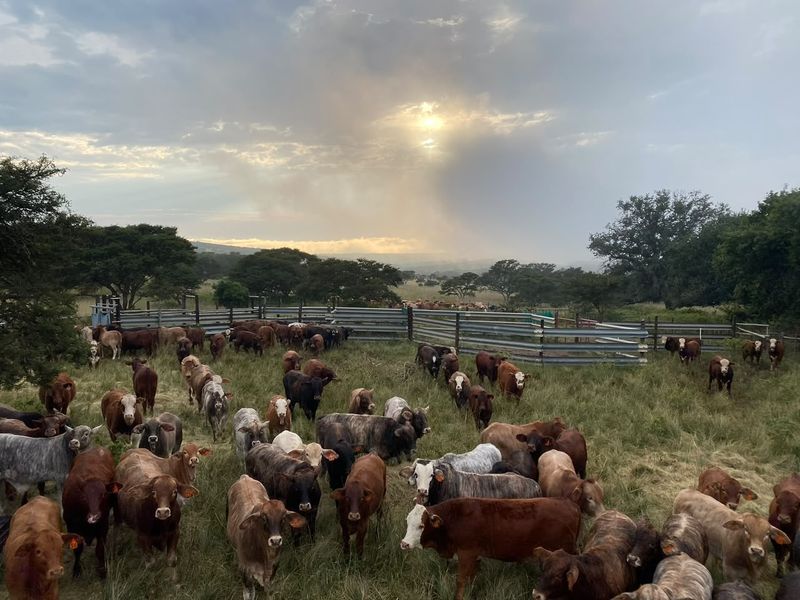 A wide view of a farm pasture featuring functional metal cattle fencing and livestock handling infrastructure under a cloudy sky.