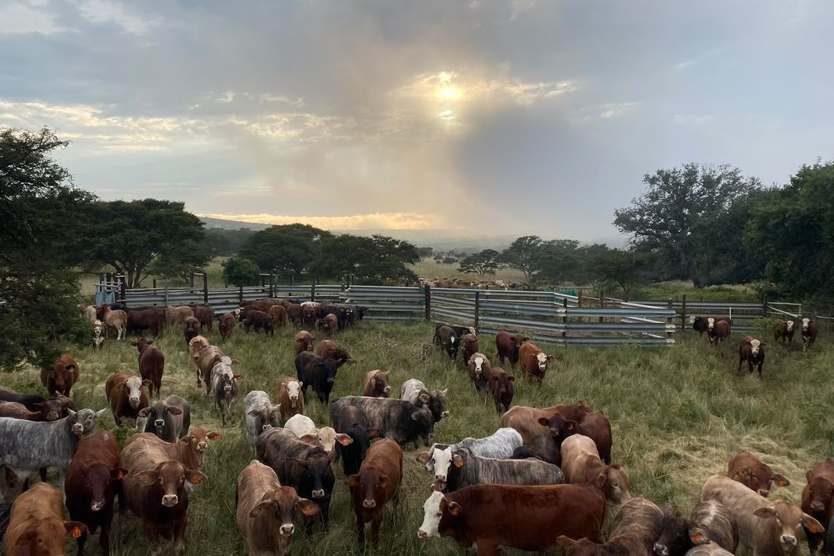 A wide view of a farm pasture featuring functional metal cattle fencing and livestock handling infrastructure under a cloudy sky.