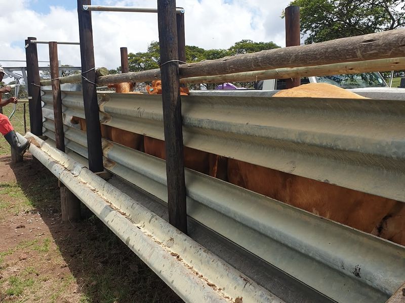 A functional outdoor cattle handling facility featuring galvanized steel guardrail fencing supported by sturdy timber posts on a farm property.