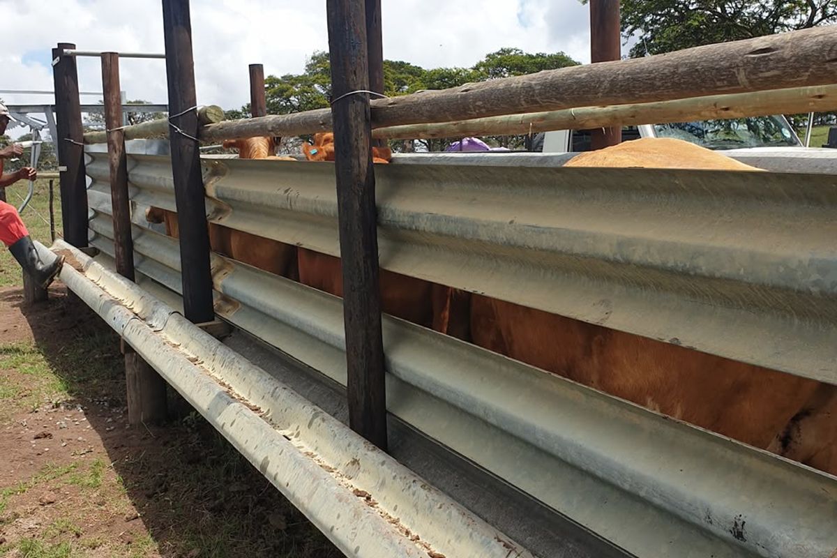A functional outdoor cattle handling facility featuring galvanized steel guardrail fencing supported by sturdy timber posts on a farm property.