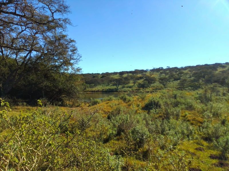 A scenic view of the farm landscape featuring a natural dam surrounded by indigenous trees and open grazing veld.