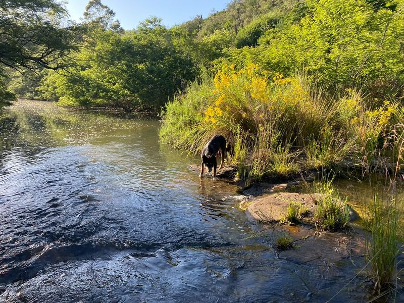 A scenic view of a natural stream flowing through the farm property, featuring rocky banks and lush surrounding vegetation.