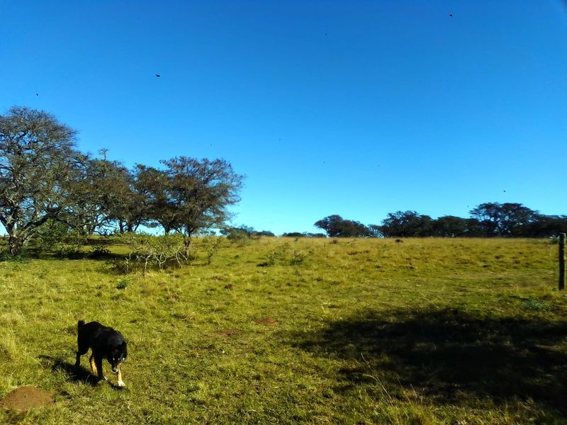 A wide-angle view of the open farm pasture and natural landscape under a clear blue sky.