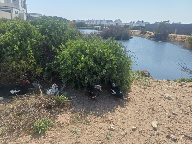A view of a natural pond area with surrounding shrubbery and residential development in the background.