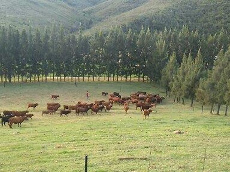 A scenic view of the farm property featuring expansive grazing pastures, established tree lines, and rolling hills in the background.