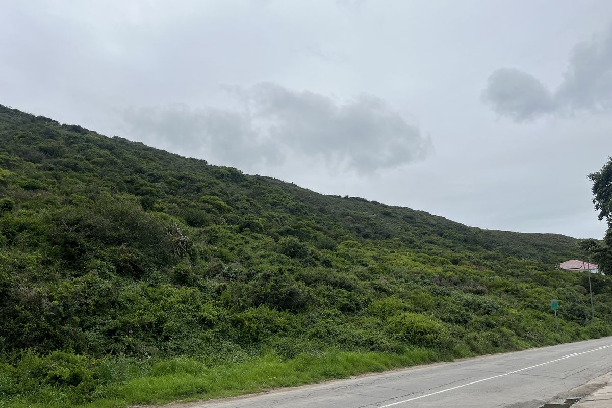 A view of a sloped, undeveloped residential plot covered in natural vegetation, situated adjacent to a paved road.