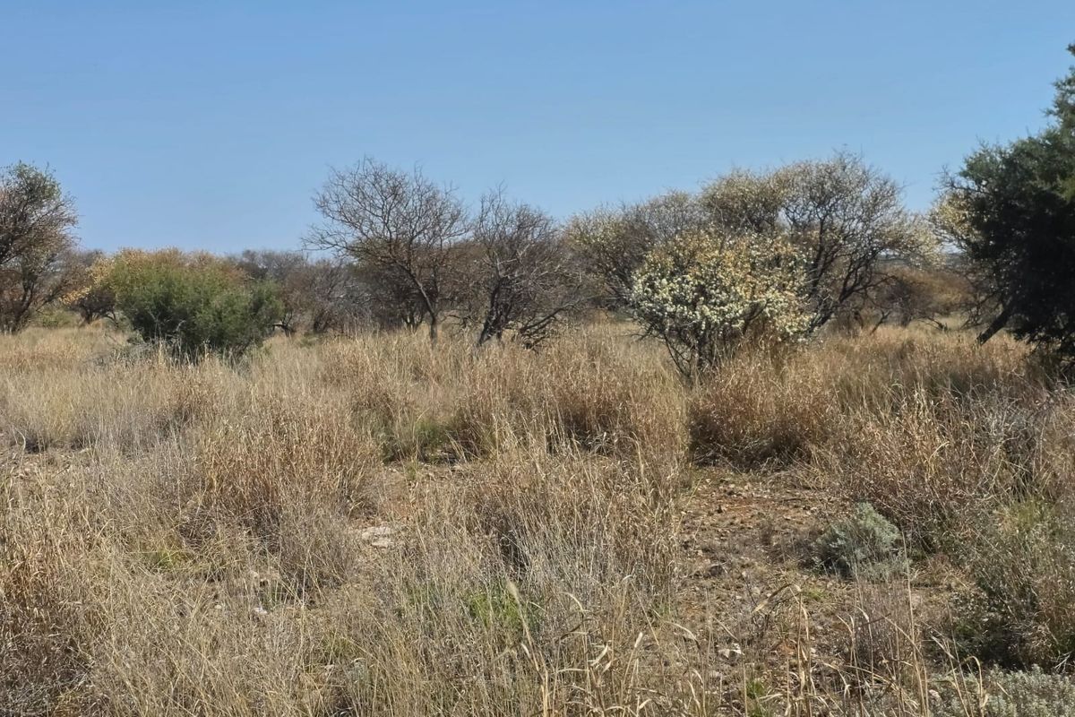 An expansive view of the natural farm landscape featuring indigenous trees and dry grassland under a clear blue sky.