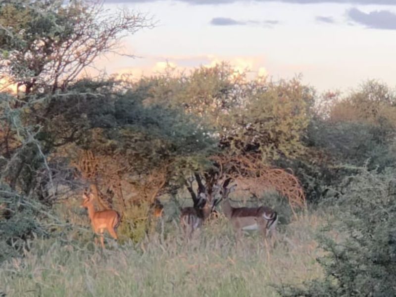 A scenic view of the natural landscape and wildlife on the farm property.
