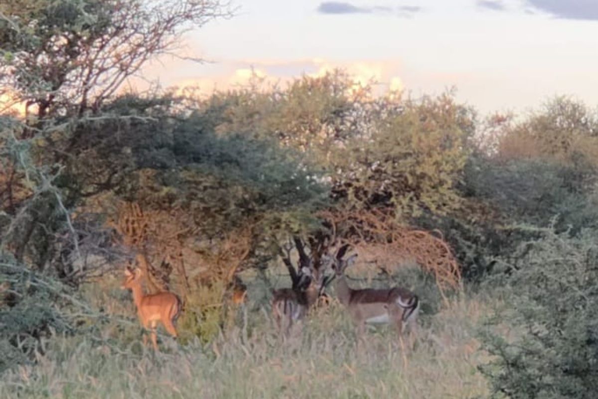 A scenic view of the natural landscape and wildlife on the farm property.
