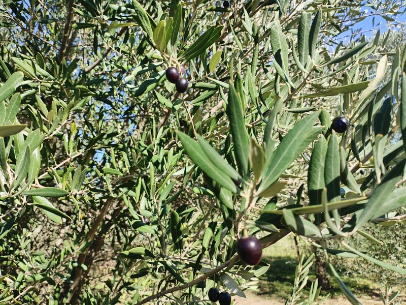 SMALLHOLDINGFOR SALE - Photo 10