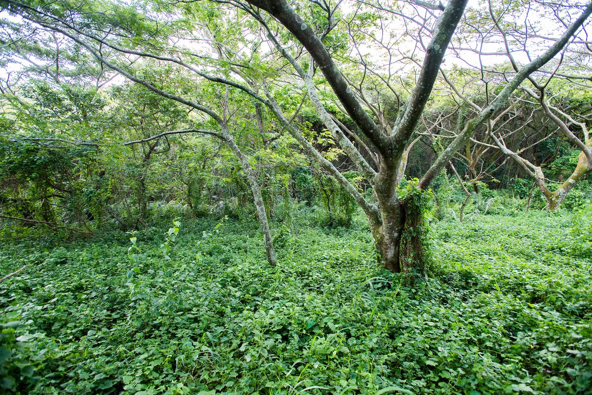 Prime 1823m2 Vacant Land in Seaton Estate - Photo 3