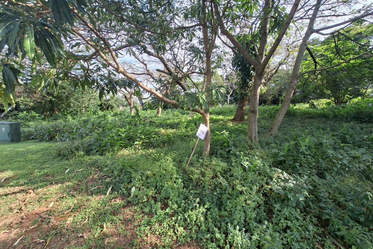 Expansive Coastal Stand on Crowned Eagle Drive in Elaleni Coastal Forest Estate - Photo 2