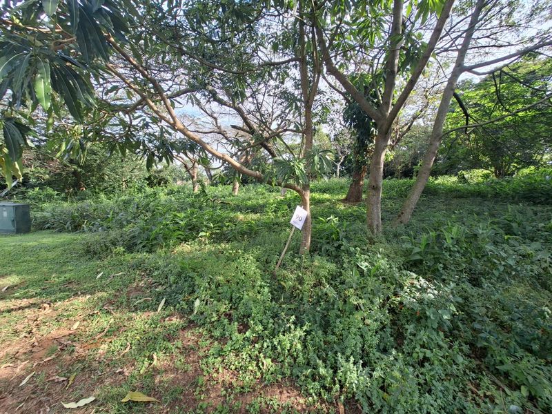 Expansive Coastal Stand on Crowned Eagle Drive in Elaleni Coastal Forest Estate - Photo 2