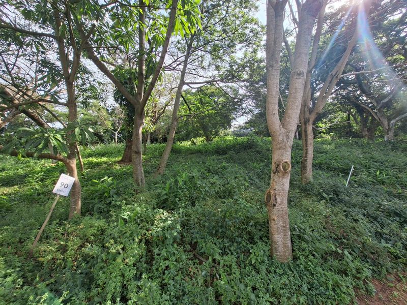 Expansive Coastal Stand on Crowned Eagle Drive in Elaleni Coastal Forest Estate - Photo 1