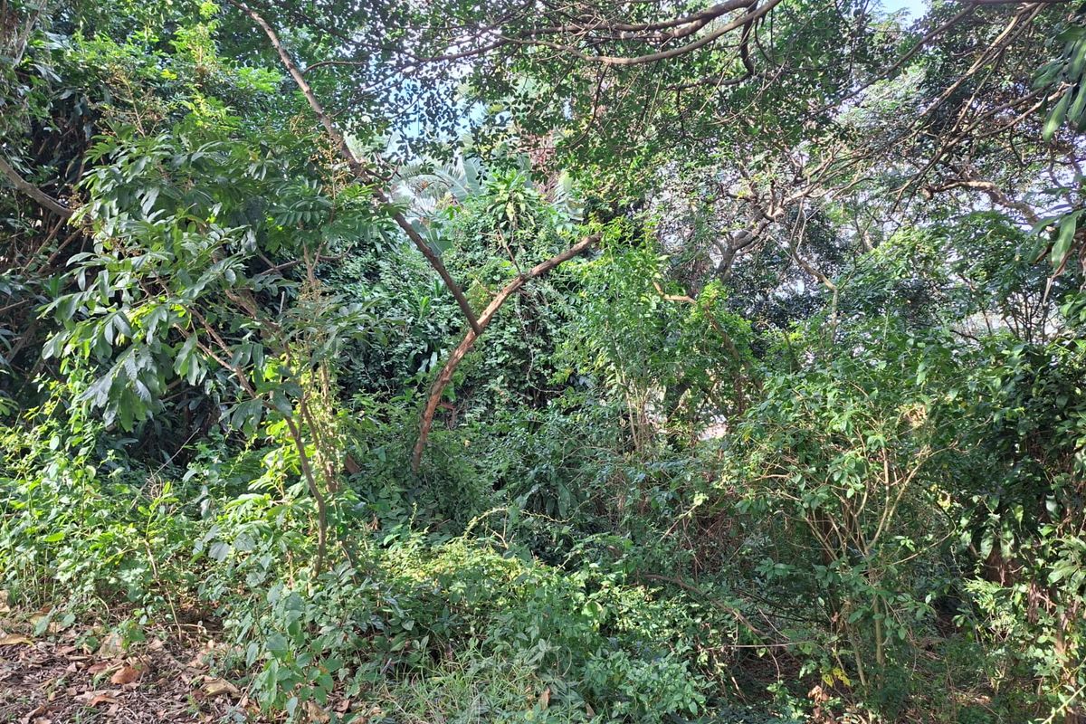 Embrace Nature-Inspired Living in Elaleni Coastal Forest Estate - Photo 4