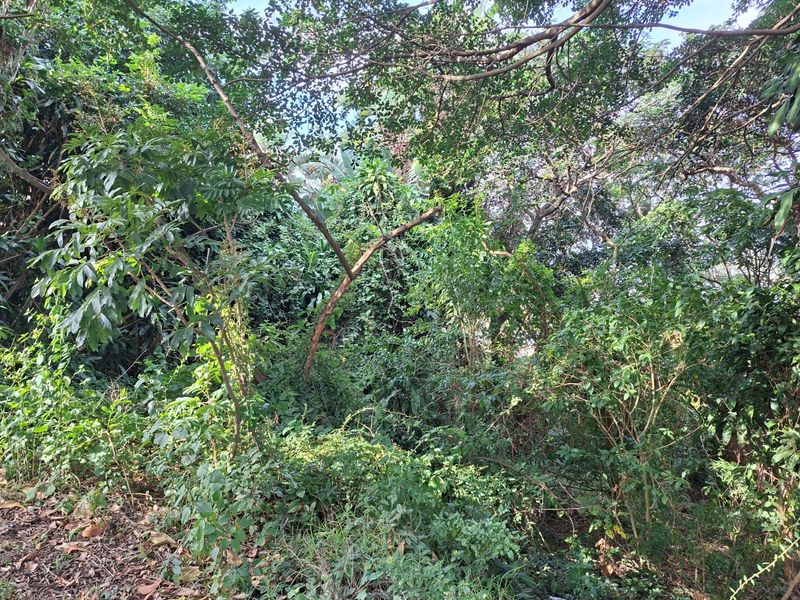 Embrace Nature-Inspired Living in Elaleni Coastal Forest Estate - Photo 4