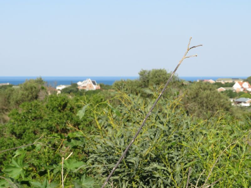 Beautiful Ocean View Plot in Forest Downs North, Port Alfred - Photo 6