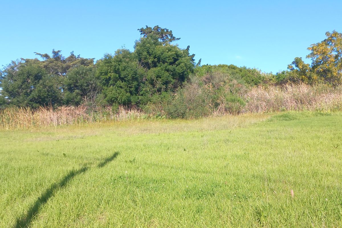 A view of a vacant residential plot featuring open grassy areas and established trees along the perimeter.