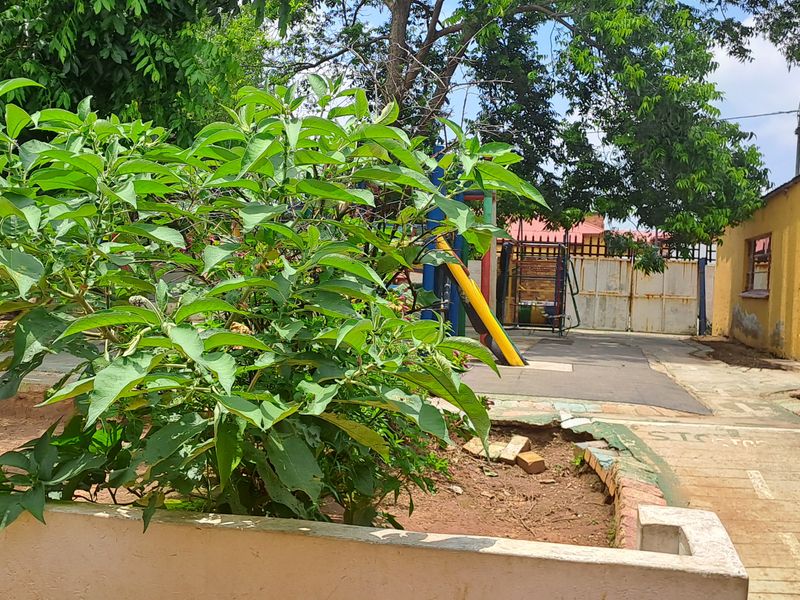Outdoor garden area featuring a paved walkway, perimeter wall, and metal gate, requiring maintenance and landscaping to improve the property's exterior appeal.