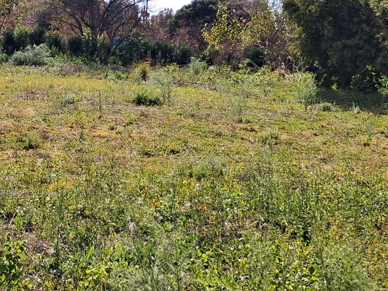 A view of an undeveloped residential plot featuring overgrown grass and mature trees, offering a blank canvas for future landscaping or construction.