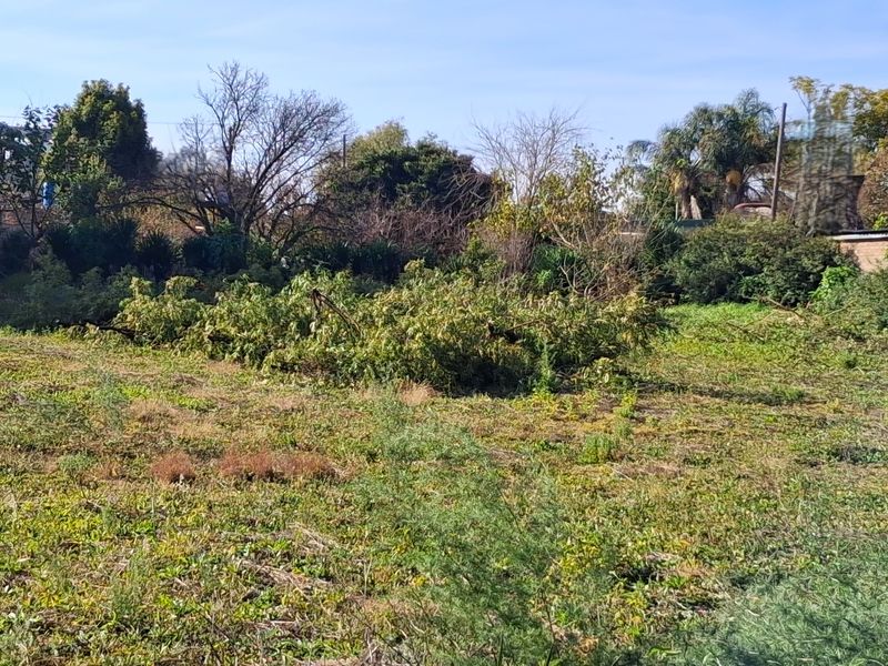A view of a vacant residential plot featuring overgrown grass, mature trees, and scattered vegetation debris.