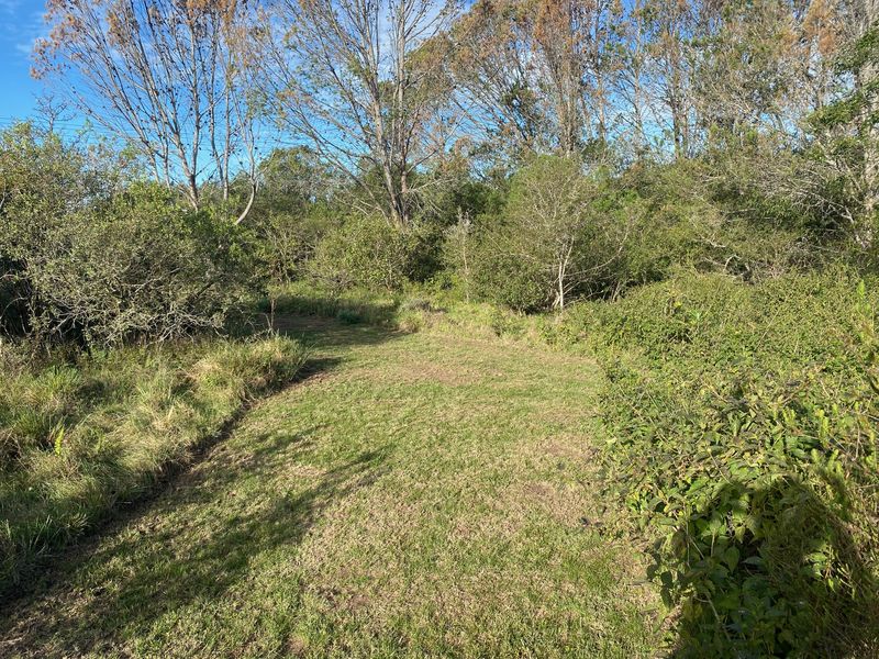 A view of a vacant residential plot featuring a grass lawn surrounded by mature trees and dense natural vegetation.