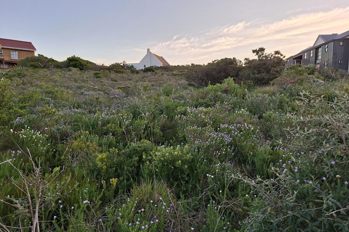 Pringle Bay Vacant Land | One of the Last Great Stands inside the Anne Road Loop - Photo 4