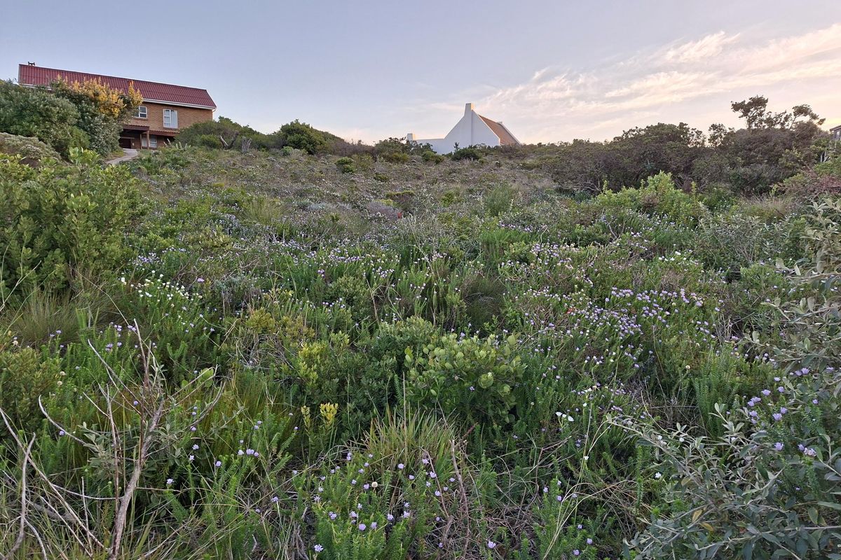 Pringle Bay Vacant Land | One of the Last Great Stands inside the Anne Road Loop - Photo 3