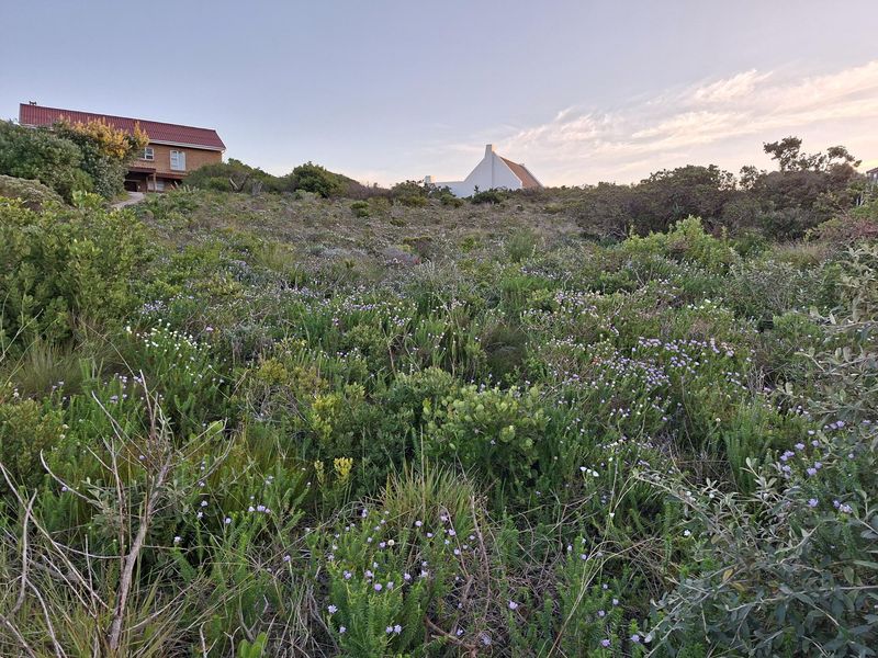 Pringle Bay Vacant Land | One of the Last Great Stands inside the Anne Road Loop - Photo 3