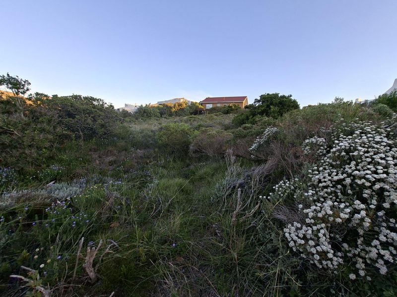 Pringle Bay Vacant Land | One of the Last Great Stands inside the Anne Road Loop - Photo 9