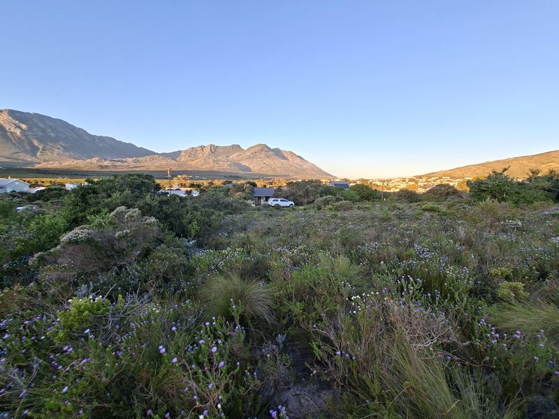 Pringle Bay Vacant Land | One of the Last Great Stands inside the Anne Road Loop - Photo 6