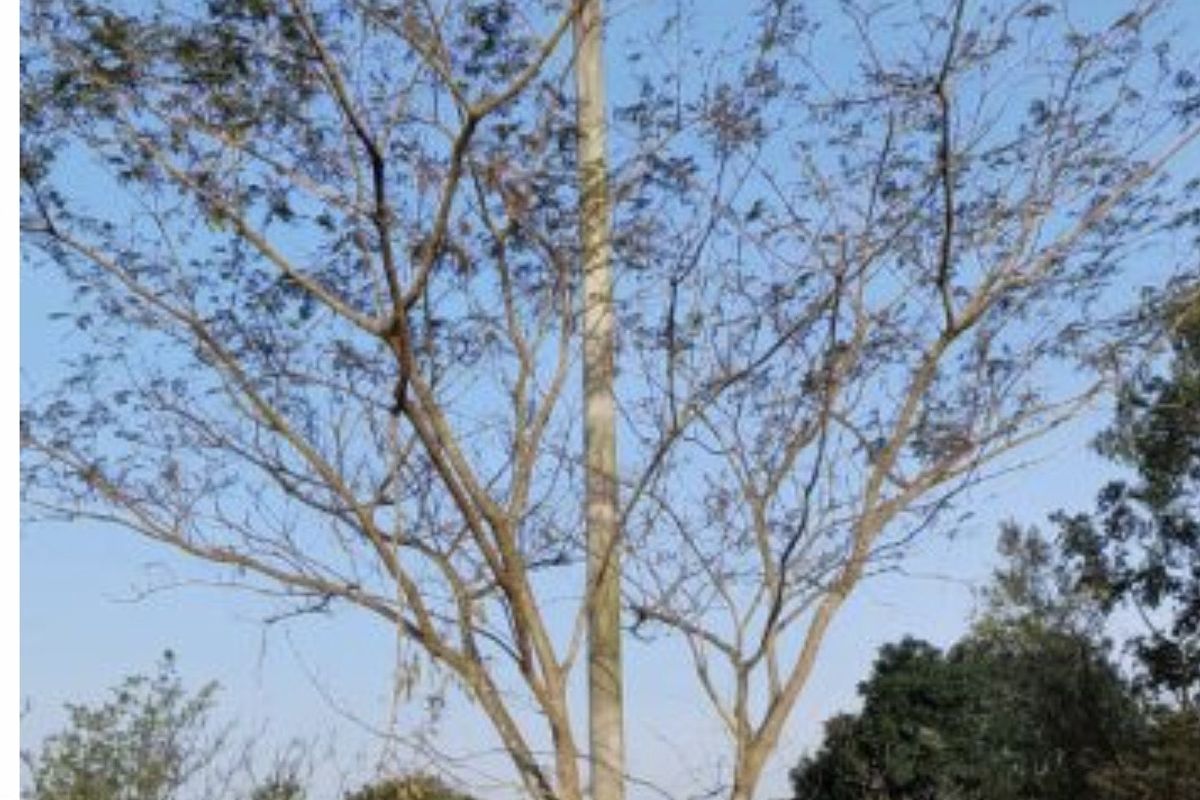 Flatcrown Village Site 169 - Spacious Living, Elevated Lifestyle - Photo 2