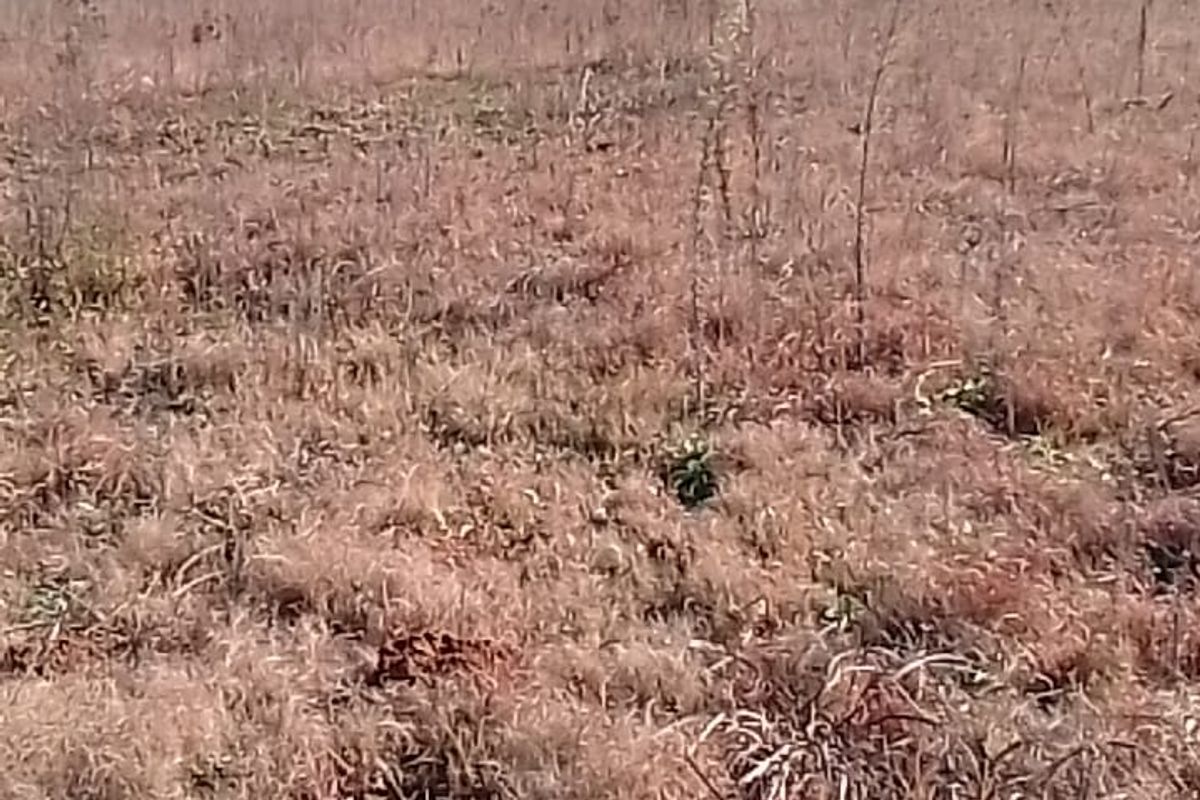 A view of a vacant residential plot featuring dry grass and surrounding neighborhood landscape.