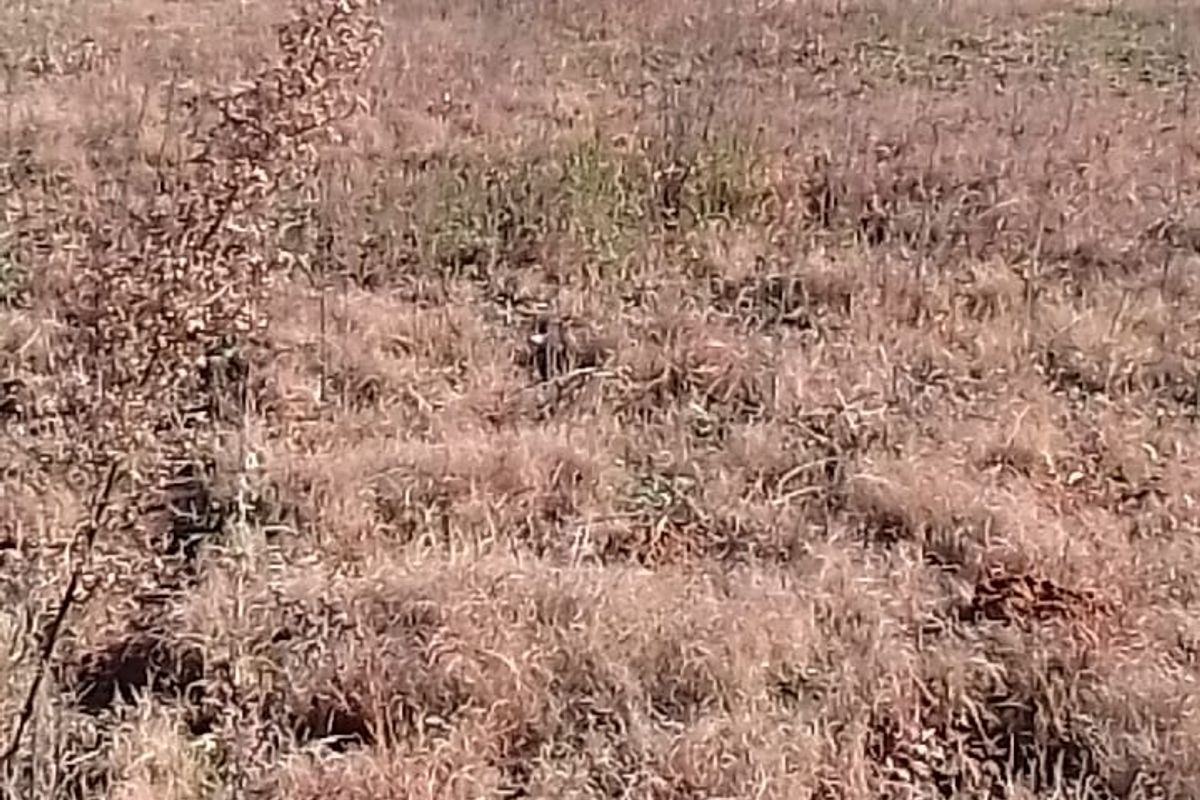 A view of an undeveloped residential vacant land plot featuring dry grass and open space.