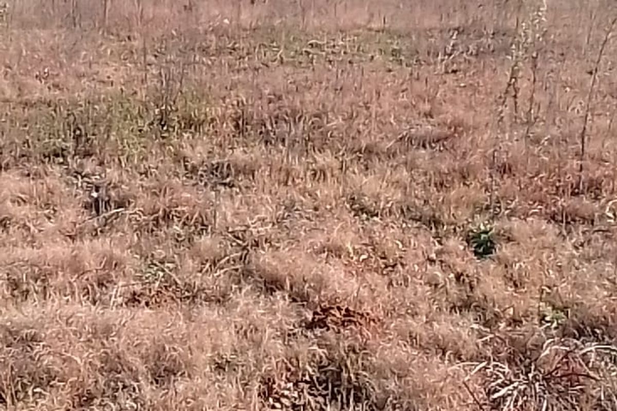 A view of a vacant residential plot featuring dry grass and surrounding neighborhood landscape.