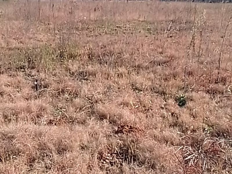 A view of a vacant residential plot featuring dry grass and surrounding neighborhood landscape.