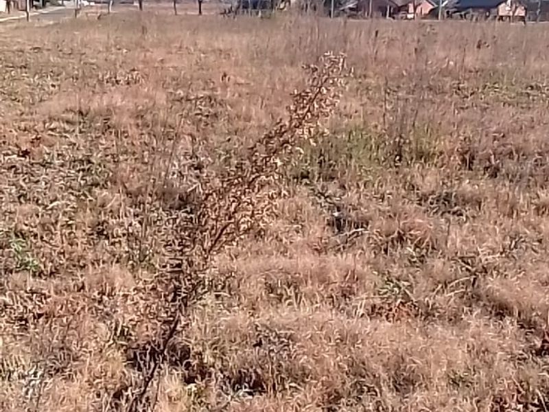 A view of a vacant residential plot featuring dry grass and surrounding neighborhood scenery.