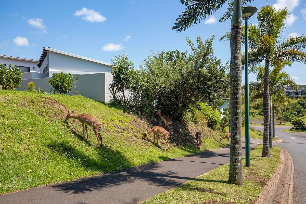 A view of a well-maintained residential street with a paved walkway, mature palm trees, and landscaped green verges.