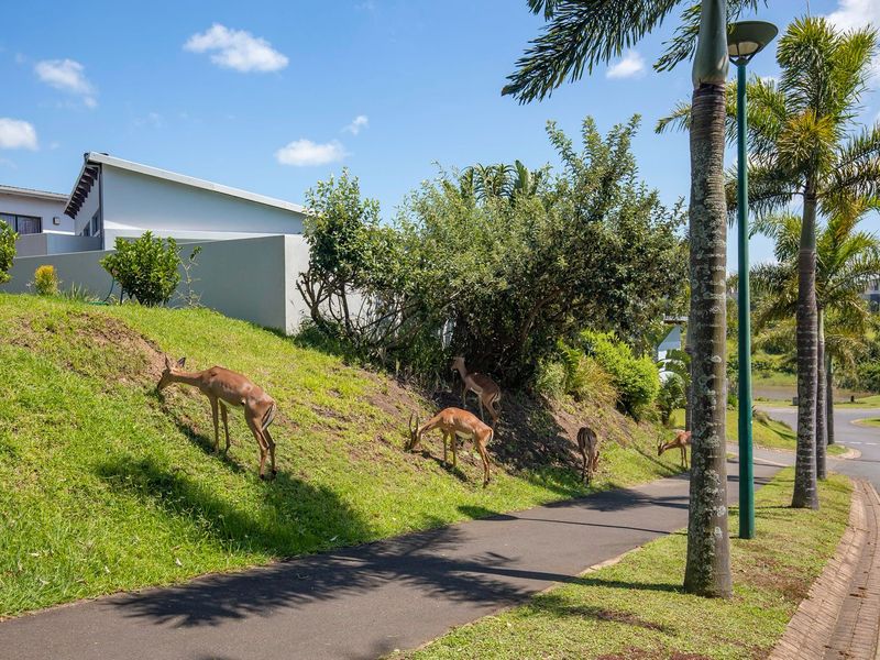 A view of a well-maintained residential street with a paved walkway, mature palm trees, and landscaped green verges.