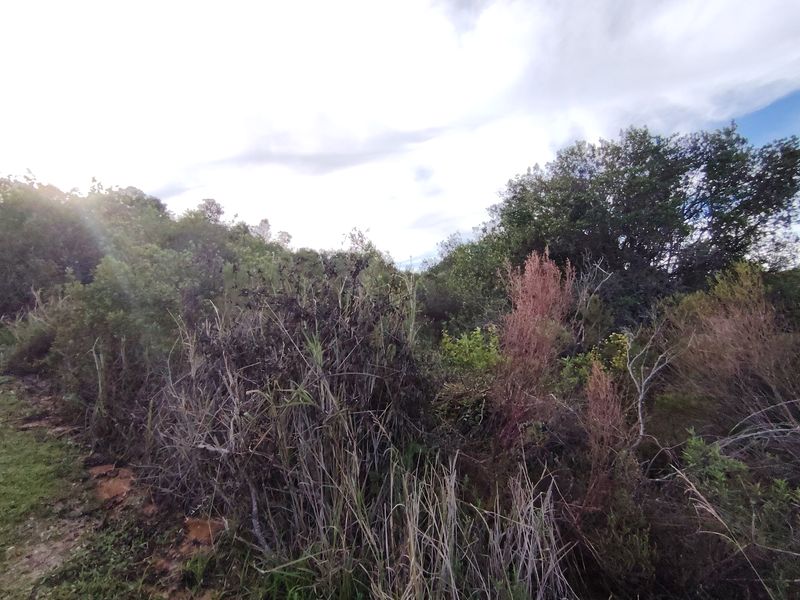 A view of the natural, undeveloped landscape featuring dense native vegetation and mature trees on the residential plot.