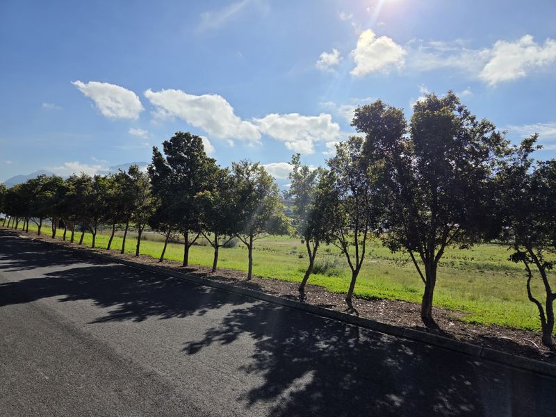 A view of the street frontage featuring a paved road, concrete curbing, and a row of mature trees bordering the vacant residential land.