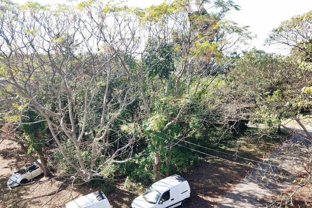A view of a residential plot featuring mature trees and overhead power lines, providing a natural setting for potential development.