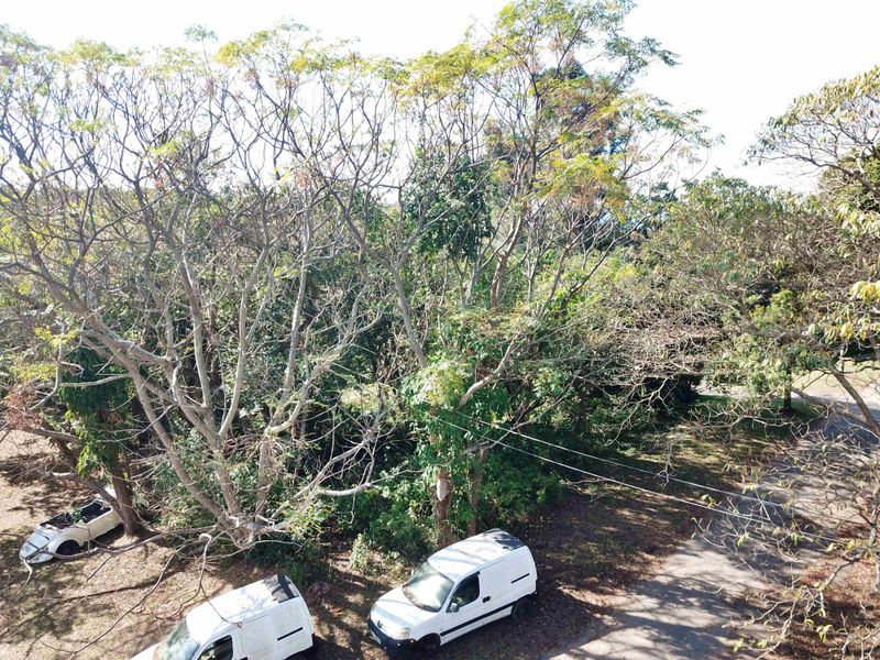 A view of a residential plot featuring mature trees and overhead power lines, providing a natural setting for potential development.