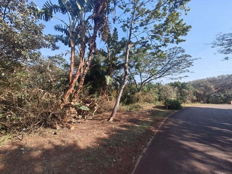 A view of the vacant residential land plot featuring mature trees and direct access to a paved street.
