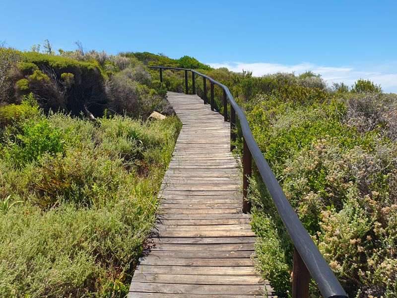 A wooden boardwalk with a metal handrail winding through natural coastal vegetation on a residential property.