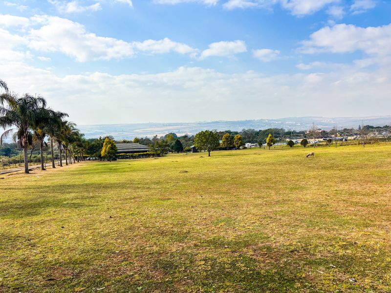 Expansive open landscape view featuring mature palm trees and rolling terrain under a clear blue sky.