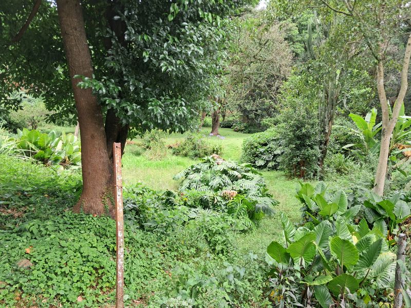 A lush, established garden area featuring mature trees and dense tropical foliage, providing a natural and private outdoor setting.