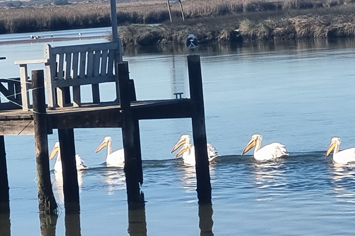 A scenic view of a wooden jetty extending into a calm estuary with pelicans swimming in the water.