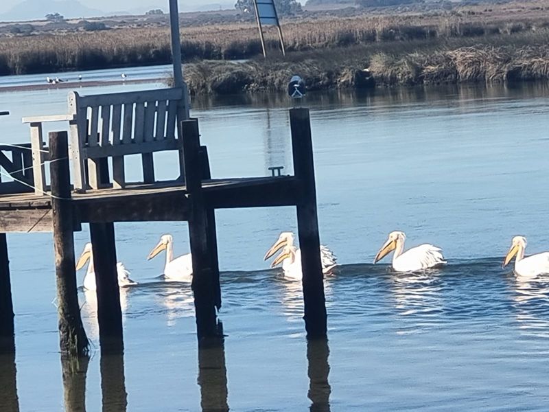 A scenic view of a wooden jetty extending into a calm estuary with pelicans swimming in the water.